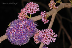 Memecylon umbellatum